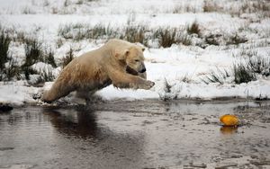 Preview wallpaper bear, water, river, grass