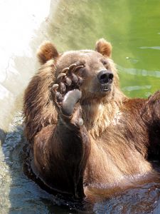 Preview wallpaper bear, water, rocks, sit, paw