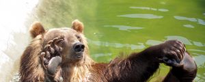 Preview wallpaper bear, water, rocks, sit, paw