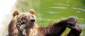 Preview wallpaper bear, water, rocks, sit, paw