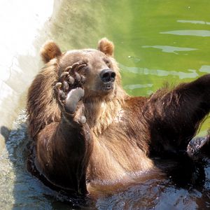 Preview wallpaper bear, water, rocks, sit, paw