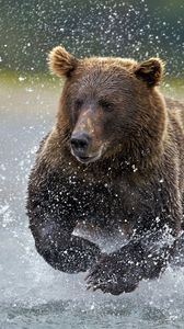 Preview wallpaper bear, water, running, spray