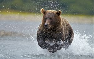 Preview wallpaper bear, water, running, spray