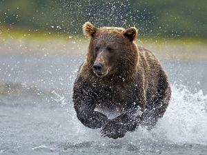 Preview wallpaper bear, water, running, spray