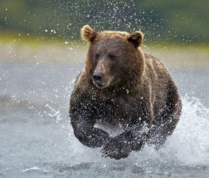 Preview wallpaper bear, water, running, spray