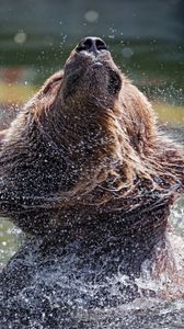 Preview wallpaper bear, water, spray, animal, wildlife