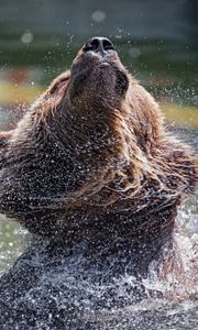 Preview wallpaper bear, water, spray, animal, wildlife