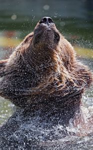 Preview wallpaper bear, water, spray, animal, wildlife