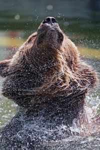 Preview wallpaper bear, water, spray, animal, wildlife