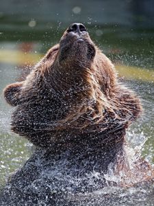 Preview wallpaper bear, water, spray, animal, wildlife