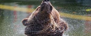 Preview wallpaper bear, water, spray, animal, wildlife