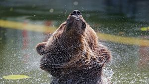 Preview wallpaper bear, water, spray, animal, wildlife