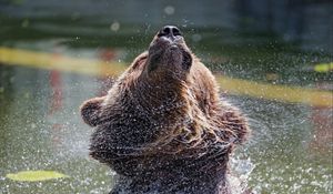 Preview wallpaper bear, water, spray, animal, wildlife