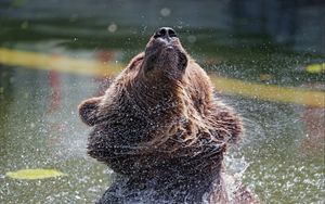 Preview wallpaper bear, water, spray, animal, wildlife