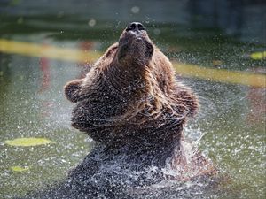 Preview wallpaper bear, water, spray, animal, wildlife