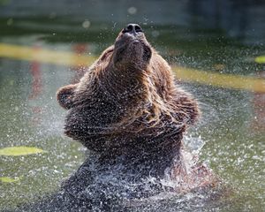 Preview wallpaper bear, water, spray, animal, wildlife