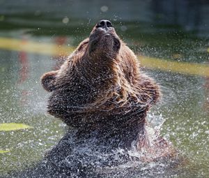 Preview wallpaper bear, water, spray, animal, wildlife