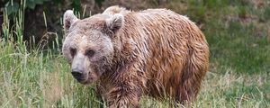 Preview wallpaper bear, wet, grass, wildlife