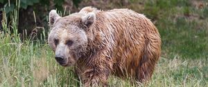 Preview wallpaper bear, wet, grass, wildlife