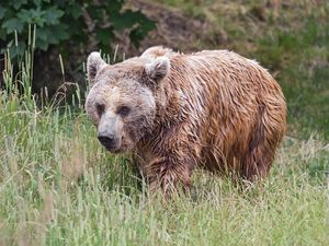 Preview wallpaper bear, wet, grass, wildlife