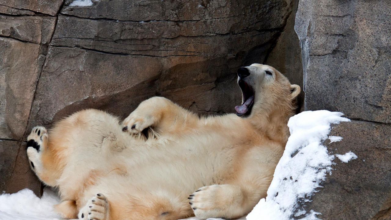 Wallpaper bear, white, recreation, yawn