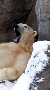 Preview wallpaper bear, white, recreation, yawn