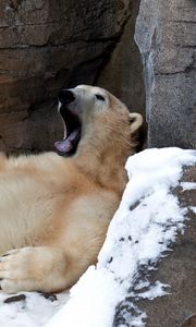 Preview wallpaper bear, white, recreation, yawn
