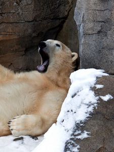 Preview wallpaper bear, white, recreation, yawn