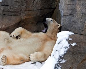 Preview wallpaper bear, white, recreation, yawn