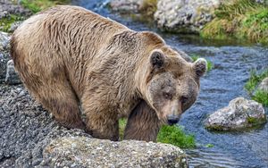 Preview wallpaper bear, wild animal, river