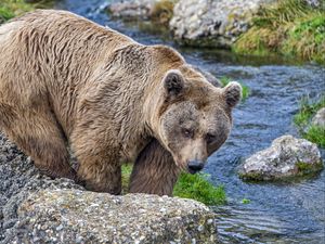 Preview wallpaper bear, wild animal, river