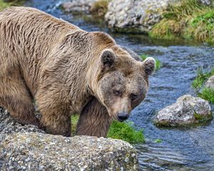 Preview wallpaper bear, wild animal, river