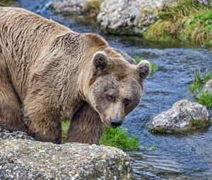 Preview wallpaper bear, wild animal, river