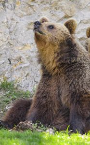 Preview wallpaper bear, wildlife, animal
