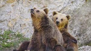 Preview wallpaper bear, wildlife, animal