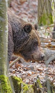 Preview wallpaper bear, wildlife, animal, tree
