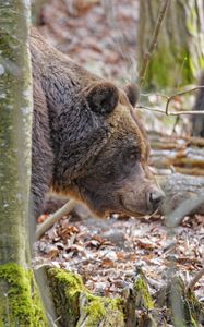 Preview wallpaper bear, wildlife, animal, tree