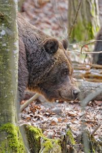 Preview wallpaper bear, wildlife, animal, tree