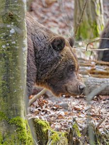 Preview wallpaper bear, wildlife, animal, tree