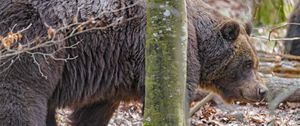 Preview wallpaper bear, wildlife, animal, tree