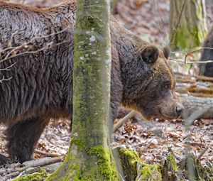 Preview wallpaper bear, wildlife, animal, tree