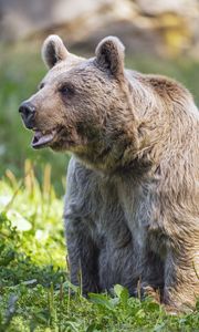 Preview wallpaper bear, wildlife, animal, grass