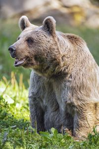 Preview wallpaper bear, wildlife, animal, grass