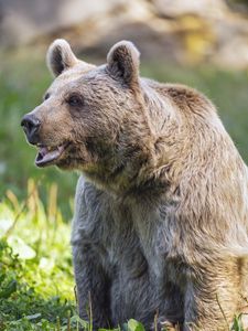 Preview wallpaper bear, wildlife, animal, grass