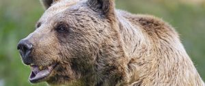 Preview wallpaper bear, wildlife, animal, grass
