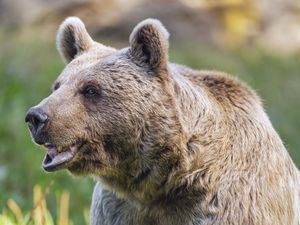 Preview wallpaper bear, wildlife, animal, grass