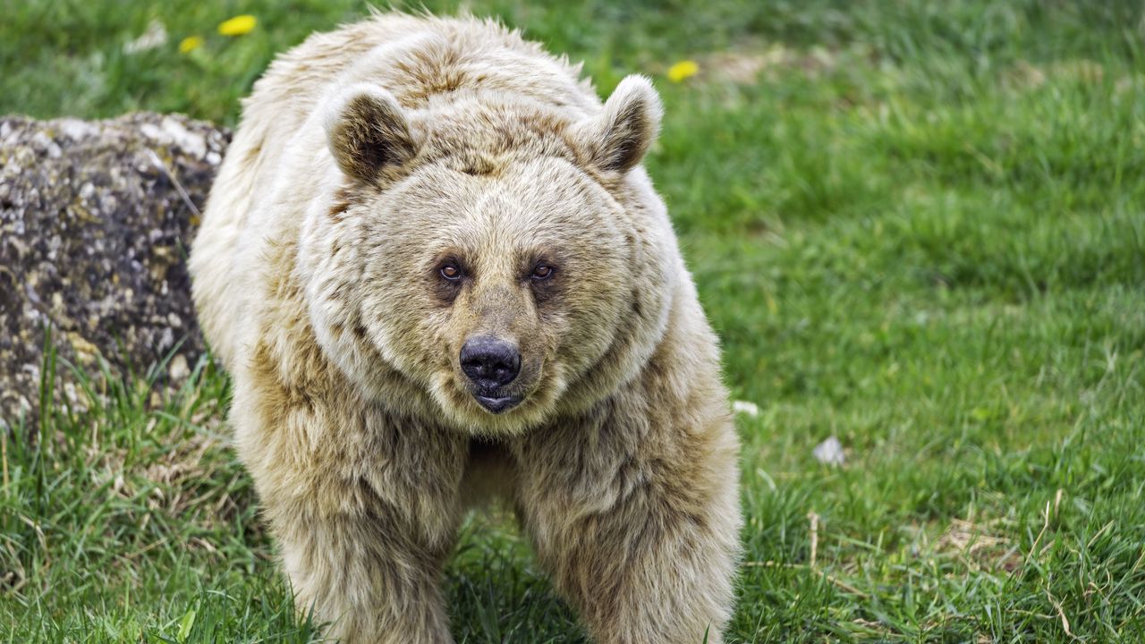 Wallpaper bear, wildlife, grass