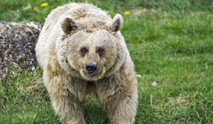 Preview wallpaper bear, wildlife, grass