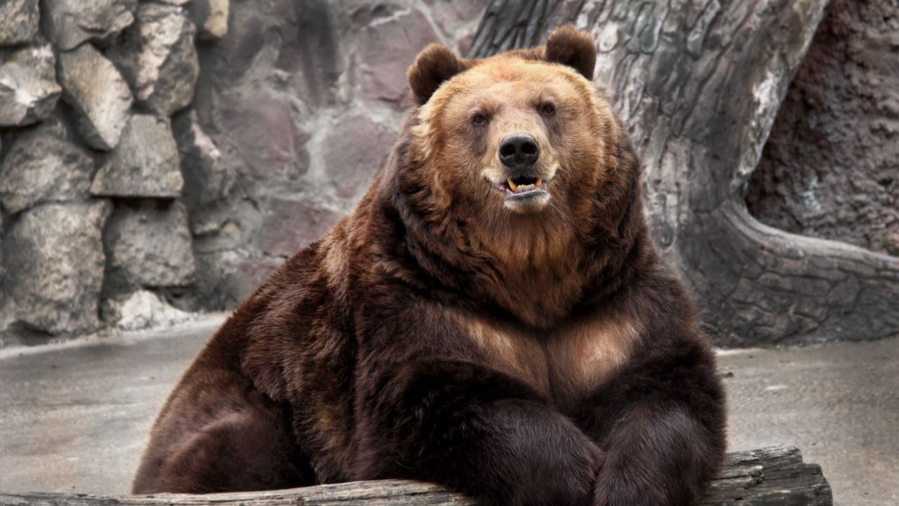 Wallpaper bear, zoo, nature, reserve, muzzle
