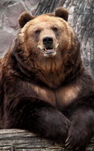 Preview wallpaper bear, zoo, nature, reserve, muzzle